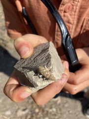 Cyphocleonus achates