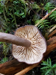 Lactarius fallax