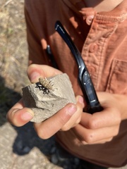 Cyphocleonus achates