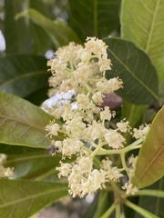 Buchanania arborescens