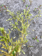 Stellaria graminea