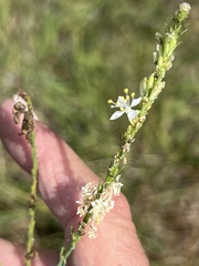 Oenothera glaucifolia