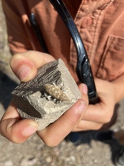 Cyphocleonus achates