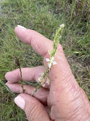Oenothera glaucifolia