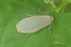 Eilema griseola