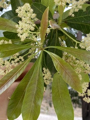Buchanania arborescens