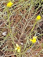 Gutierrezia californica