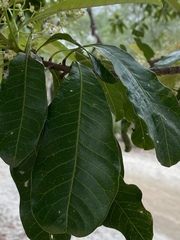 Buchanania arborescens