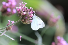 Pieris rapae