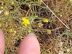 Gutierrezia californica