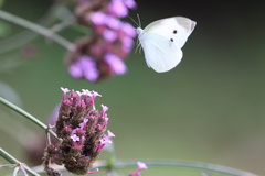 Pieris rapae