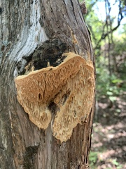 Subantrodia juniperina