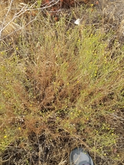 Gutierrezia californica
