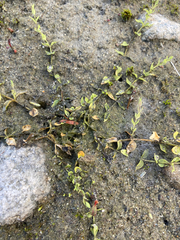 Arenaria serpyllifolia