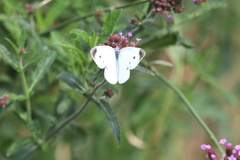 Pieris rapae