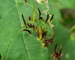 Vasates aceriscrumena