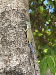 Anolis grahami