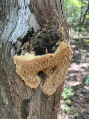 Subantrodia juniperina