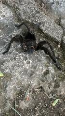 Aphonopelma seemanni