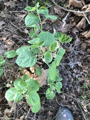 Physalis mollis