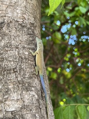 Anolis grahami