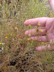 Gutierrezia californica