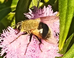 Tachinini