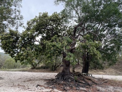 Buchanania arborescens