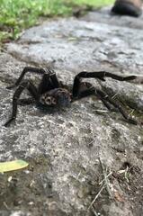 Aphonopelma seemanni