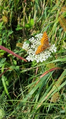 Boloria bellona