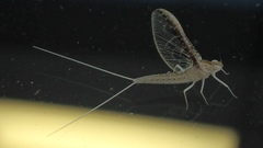 Callibaetis skokianus