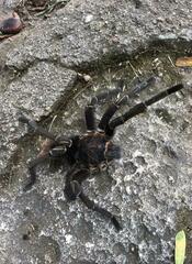 Aphonopelma seemanni