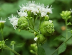 Schizomyia eupatoriflorae