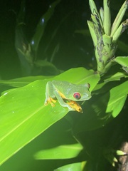 Agalychnis callidryas