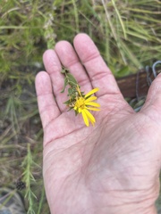 Grindelia lanceolata