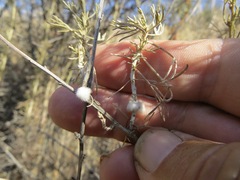 Rhopalomyia floccosa