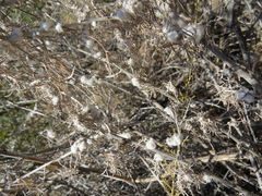 Rhopalomyia floccosa