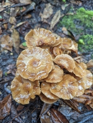 Desarmillaria tabescens