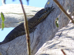 Varanus varius
