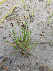 Juncus