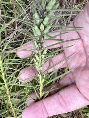 Liatris punctata