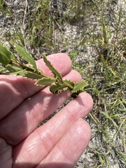 Grindelia lanceolata