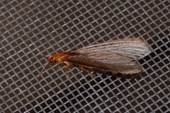 Zootermopsis