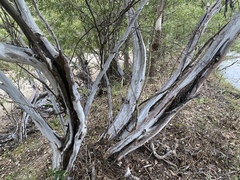 Leptospermum madidum