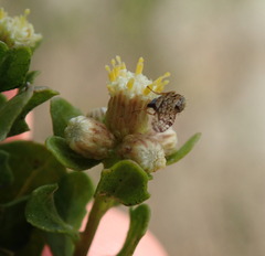 Dioxyna picciola