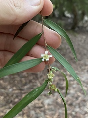 Leptospermum madidum