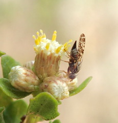 Dioxyna picciola