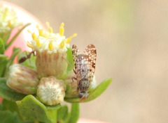 Dioxyna picciola