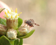 Dioxyna picciola