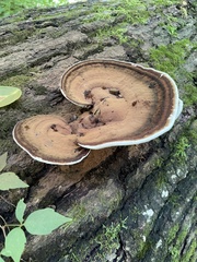 Ganoderma lobatoideum